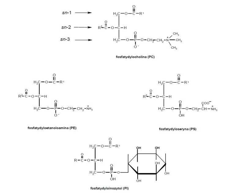 Ovobiovita | Ovofosfolipidy
